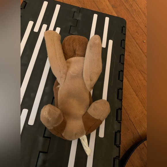 Beanie pup - Picture 4 of 5